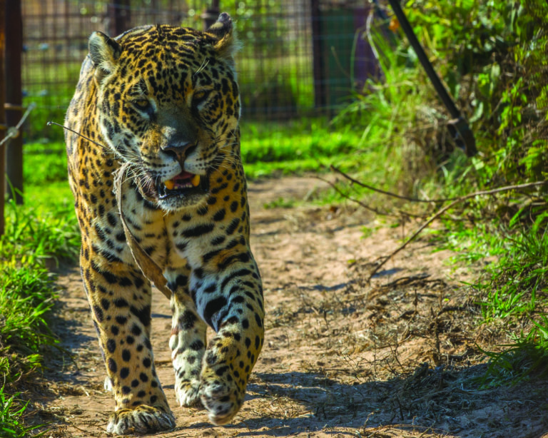 Un ejemplo para el mundo