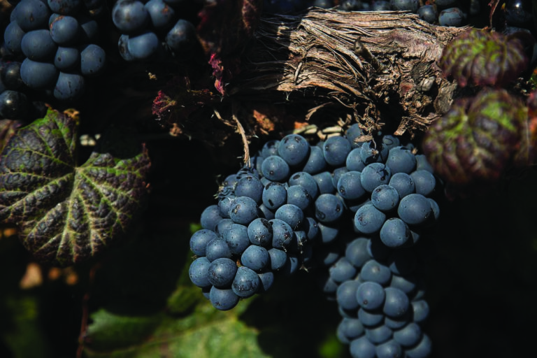 Notables exponentes de Mendoza y Salta