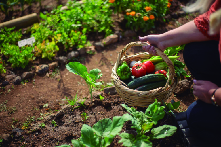 La huerta en casa: ¿qué sembrar en primavera y verano?