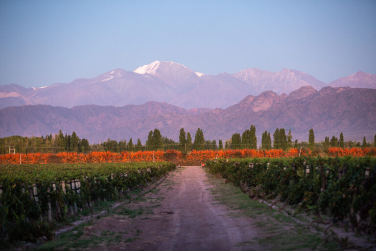 Excelencia con sello francés y alma mendocina
